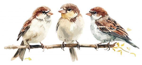 three-sparrows